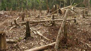 Exministro de Ecuador: deforestación destruye 80,000 hectáreas anuales en Amazonía