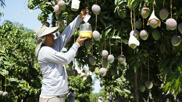 Exportadores de mango peruano reducirán tiempo de envío al Asia por Chancay