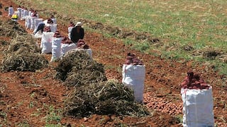 Minagri entregó S/ 4.41 millones para reactivar el agro en Lambayeque