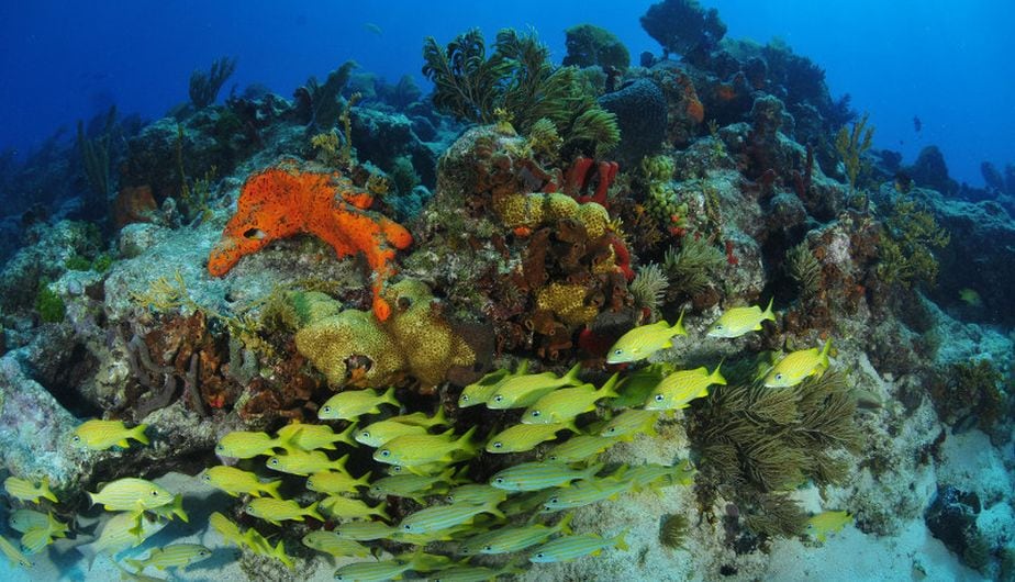 Los científicos pueden acceder al catálogo de forma remota para investigar cómo funcionan los diferentes ecosistemas oceánicos (Oceana Peruacute; / Carlos Miinguell)