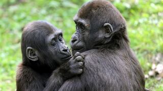 Los simios no olvidan a sus amigos