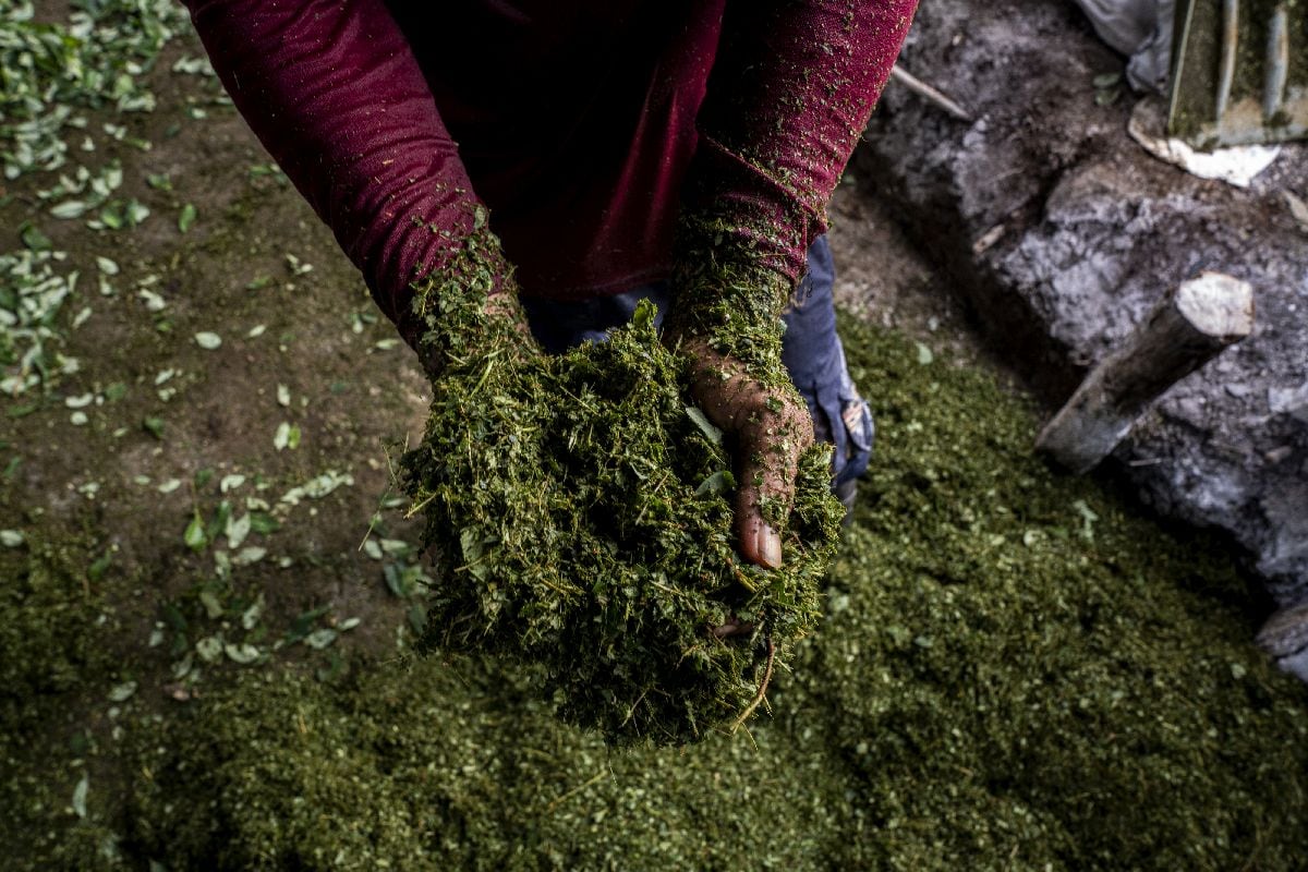 La superficie dedicada al cultivo de arbustos de coca aumentó un 3.5%, hasta alcanzar las 261,000 hectáreas en 2024, según indicó la Oficina de las Naciones Unidas contra la Droga y el Delito (ONUDD) en un estudio publicado el jueves. Foto: Esteban Vanegas/Bloomberg
