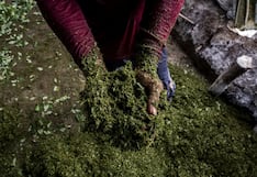 ONU: Colombia alcanza cifra histórica de cultivos de coca