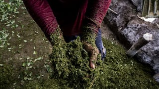 ONU: Colombia alcanza cifra histórica de cultivos de coca