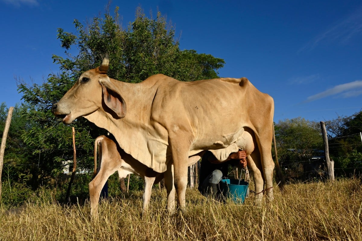 Un hombre ordeña una vaca en la aldea de Los Piches, en San Lorenzo (departamento de Valle, Honduras), el 4 de septiembre de 2026. (Foto de Orlando SIERRA / AFP)