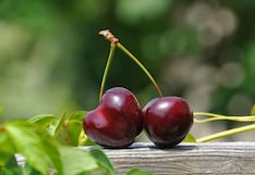 Cereza peruana: China confirma avances en el acceso, ¿cuál es el siguiente paso?
