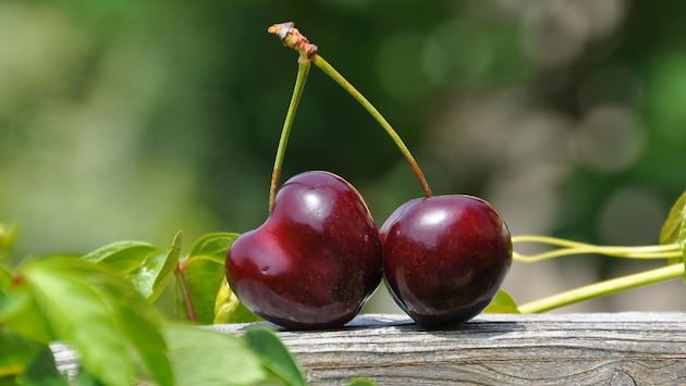 Encontrar la variedad de cereza adecuada para las tierras de Perú es solo el primer paso de todo un circuito agroexportador. (Foto: Pexels)