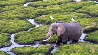 El elefante de selva africano, en peligro de extinción