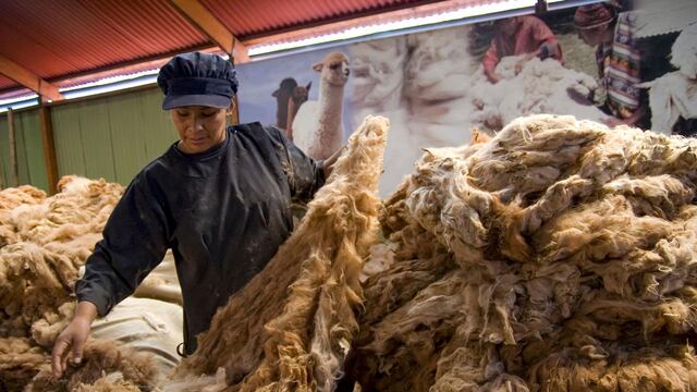 Crece demanda de fibra de alpaca en mercado de lujo textil, ¿cuánto exportará Puno?