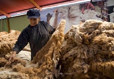 Más de 20 exportadores debutan en el mercado internacional con suéteres de alpaca peruana