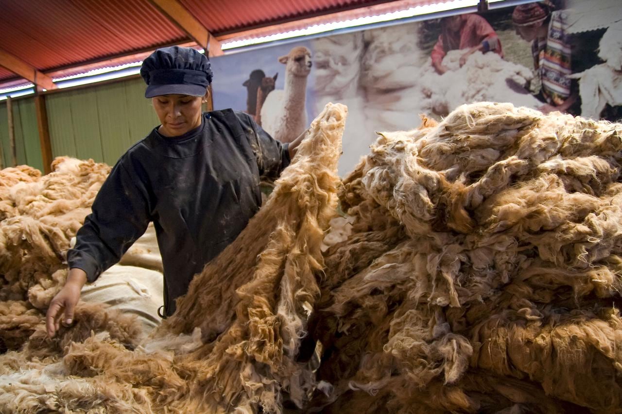 Más de 20 exportadores debutan en el mercado internacional con suéteres de alpaca peruana