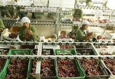 Perú se ubicaría como el octavo exportador mundial de fruta al cierre del 2024