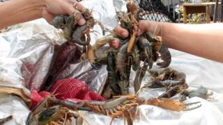 Produce incauta más de 1,500 kg. de camarón de río en Lima, Arequipa e Ica
