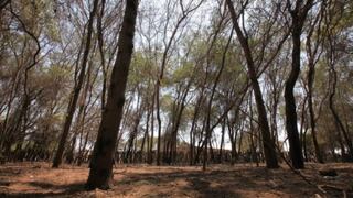 El Consejo de Ministros aprobó Política Nacional Forestal y de Fauna Silvestre