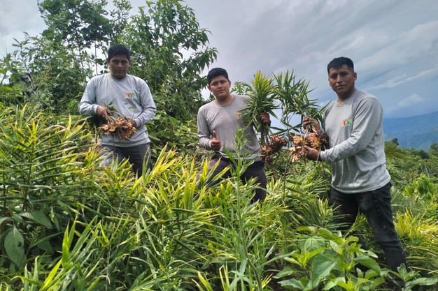 JCH Agroexportaciones es una empresa peruana dedicada a la producción, empaque y exportación de productos agrícolas, con enfoque en cultivos de la selva central, especialmente jengibre (kion).