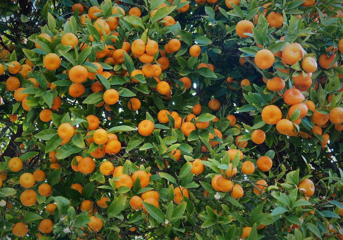 Euro Variety Agronomic Management (EVAM) es la licenciataria exclusiva de los derechos de propiedad industrial de la variedad de mandarina US Early Pride en la Unión Europea, Marruecos, Chile, Perú y Turquía.