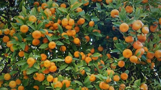 EVAM inicia expansión de variedad de mandarina US Early Pride en Perú y Chile