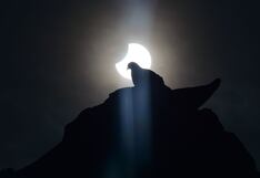 Los efectos del eclipse anular en los animales y cómo puedes protegerlos