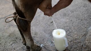 Leche evaporada se elaborará solo con leche fresca desde setiembre, según Midagri