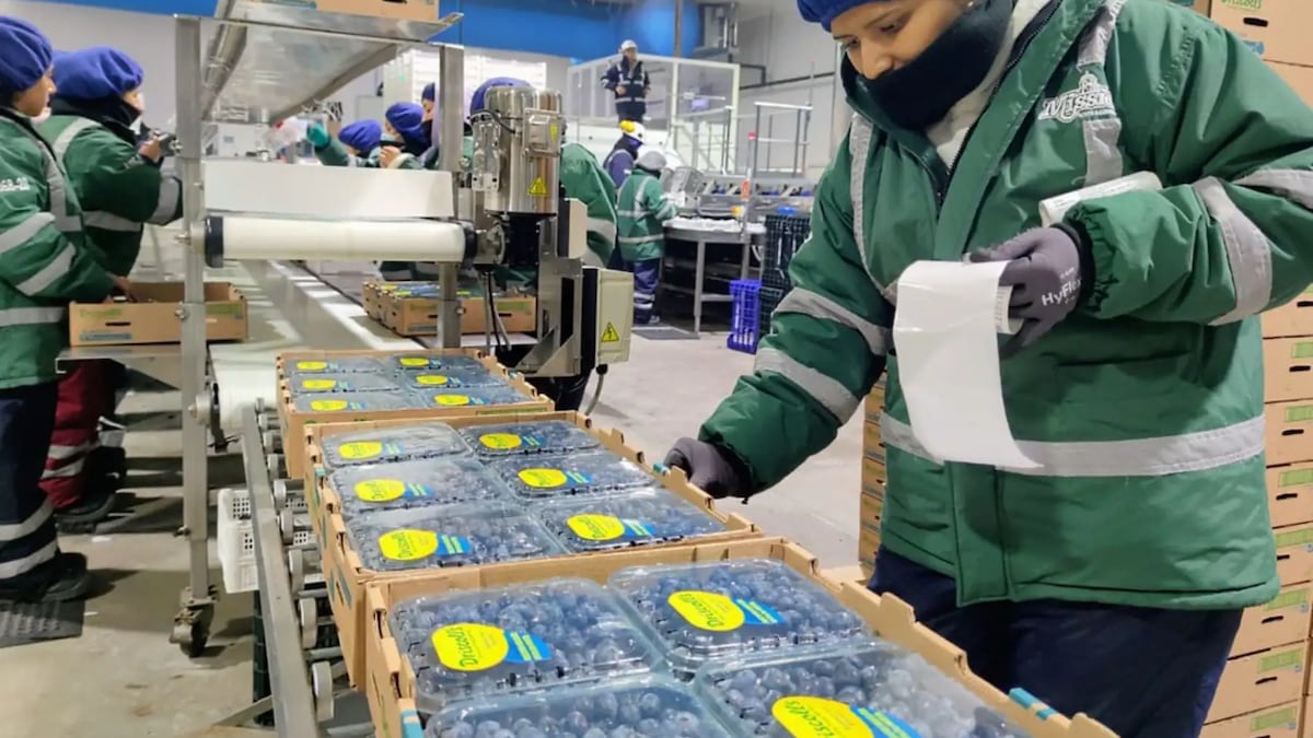 Supply Chain ante El Niño 2026-2027: El calor que su tablero no mide