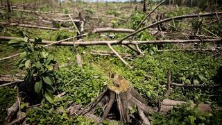 Amazonía, la víctima accidental del acuerdo de paz de Colombia