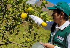 Senasa autorizó importación de ácaro de Israel para manejo de plagas en cultivos agrícolas