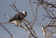 October Big Day 2024: Perú listo para el mayor evento mundial de observación de aves