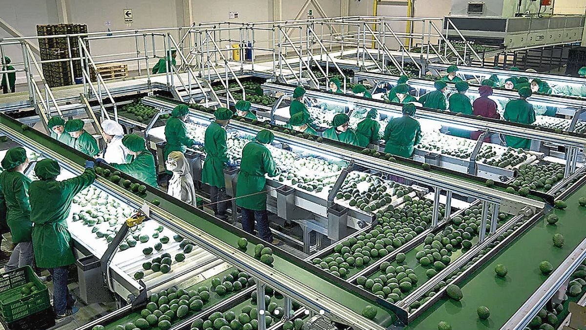 Exportaciones de palta de Cerro Prieto caen a casi la mitad: los destinos atendidos