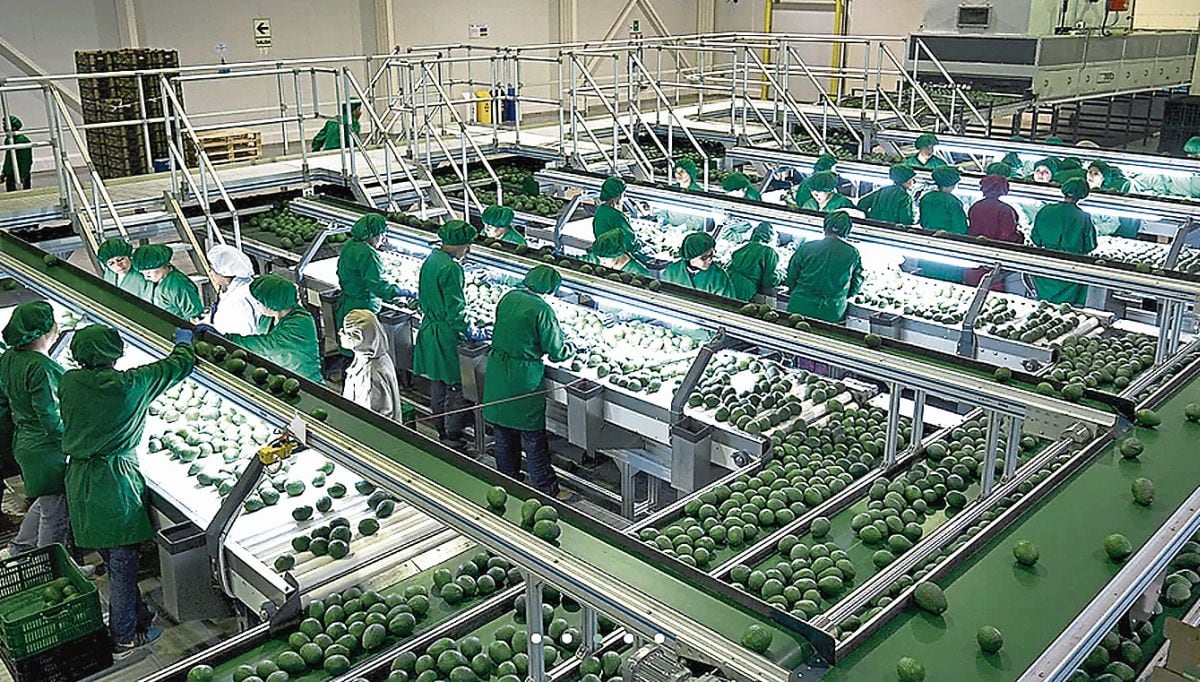 Agrícola Cerro Priet0o cuenta con 1,800 hectáreas de palta Hass. (Foto: redes sociales).