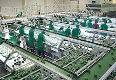 Exportaciones de palta de Cerro Prieto caen a casi la mitad: los destinos atendidos