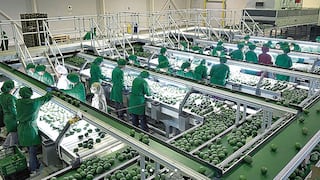 Exportaciones de palta de Cerro Prieto caen a casi la mitad: los destinos atendidos