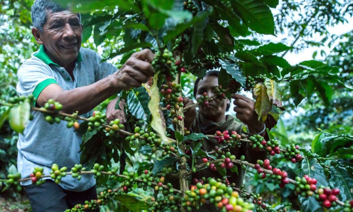 El tema de los bonos agrarios vuelve al escenario político y jurídico a raíz de la aprobación por parte de la Comisión de Economía del Congreso. (Foto referencial: Difusión)