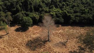 Deforestación de la selva amazónica brasileña toca máximo de récord para enero