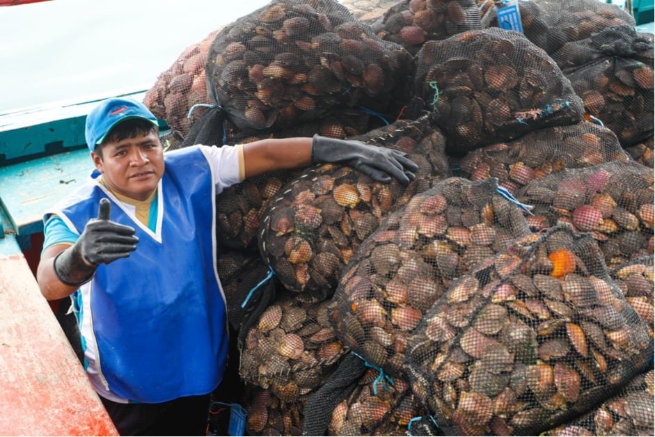 Actualmente el Perú exporta el 70% de la concha de abanico nacional generando más de 45,000 puestos de trabajo. Créditos: Produce.