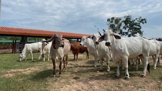 Midagri impulsa ganadería en Arequipa con nuevo núcleo genético bovino