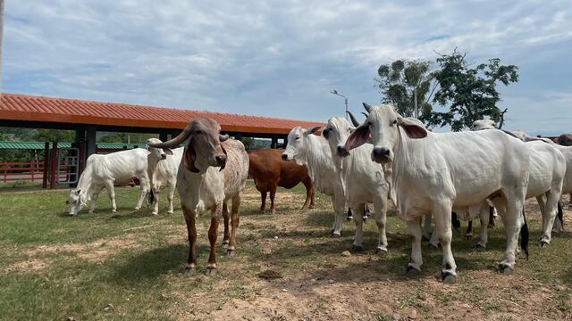 Midagri impulsa ganadería en Arequipa con nuevo núcleo genético bovino