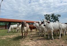 Midagri impulsa ganadería en Arequipa con nuevo núcleo genético bovino