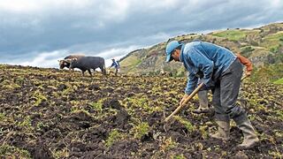 Cultivos en 14 regiones caen 8.5% en la actual campaña de siembra