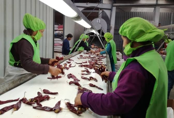 Pizca Foods recolecta los ajíes y los moviliza a su planta en Sullana. (Foto: Difusión)
