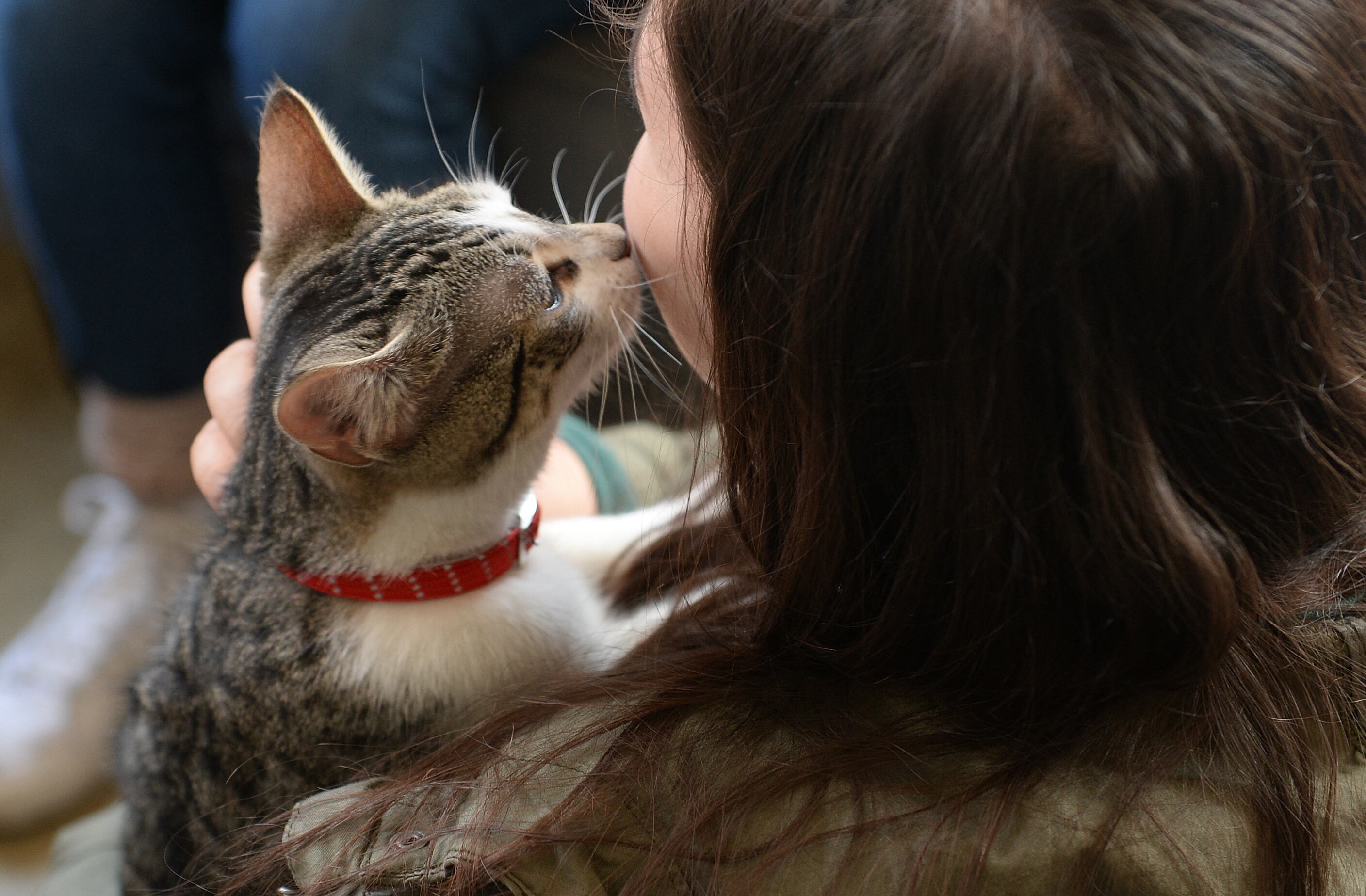 Para millones, los gatos se han convertido en un símbolo de Nueva York (Foto: AFP)