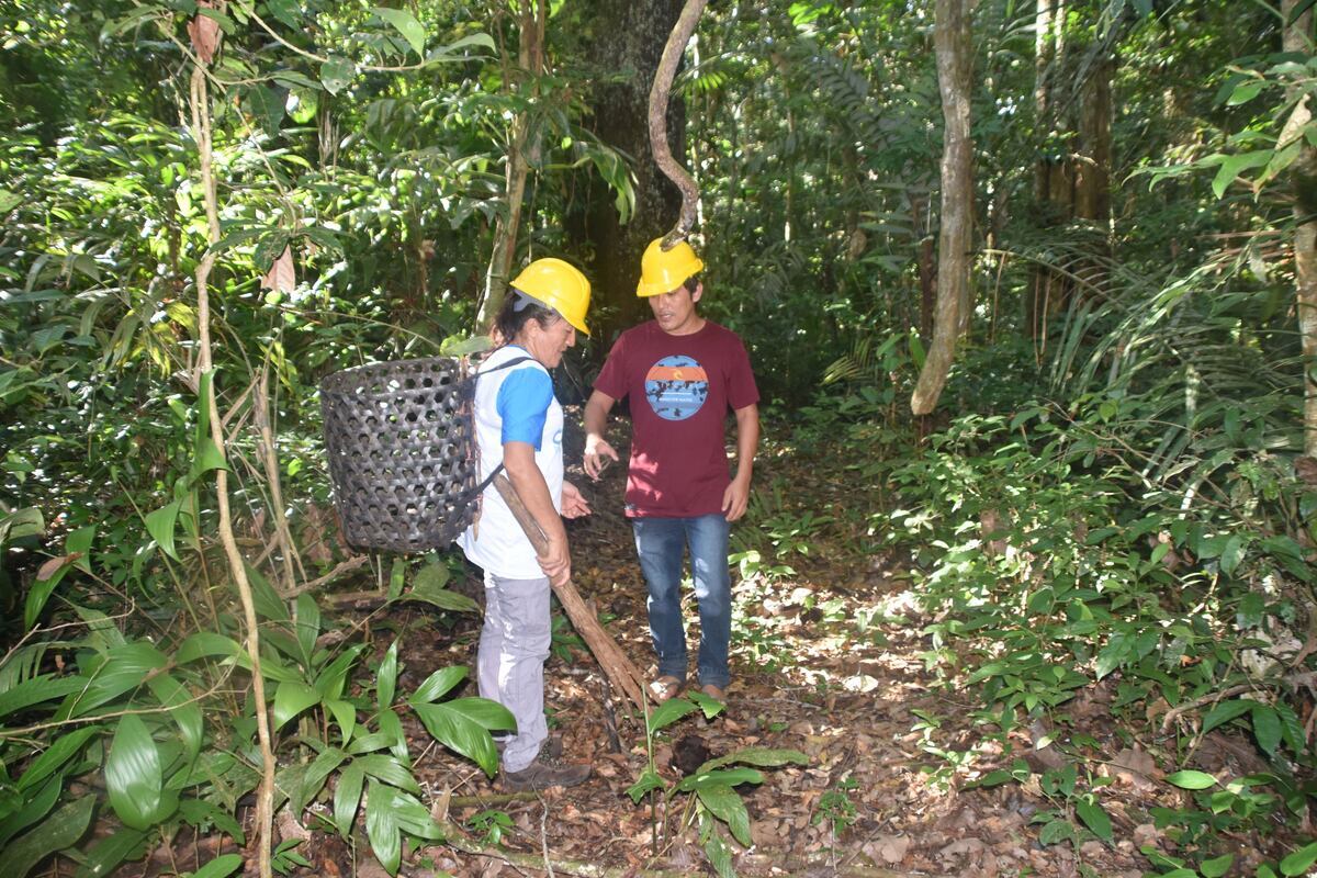 Productores de castaña realizan recolección silvestre. (Foto: difusión)