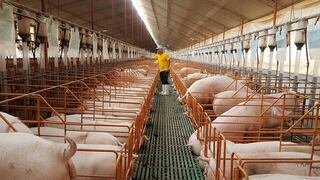 El delivery tocó la puerta del sector porcino: un 70% de productores implementó el servicio