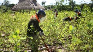 Agricultura en la selva: ¿cuál es la controversia por posibles cambios a la Ley Forestal?