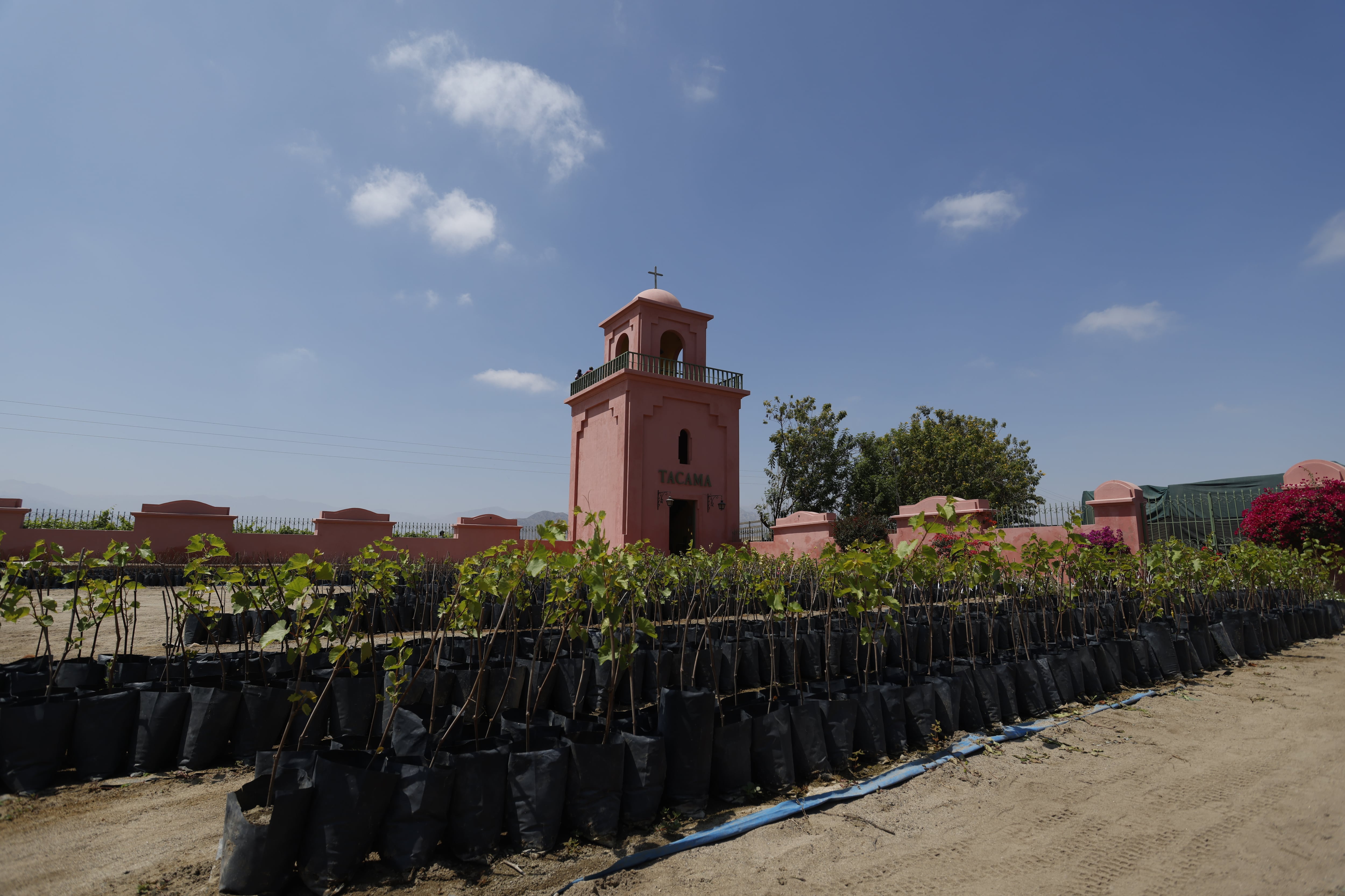 Experiencia EC en el viñedo Tacama, Ica.
© Karen Zarate / Icónica