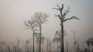 Cinco empresas dominan comercio global de bienes causantes de deforestación   