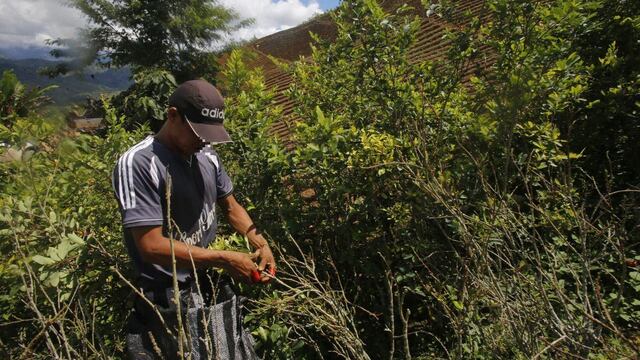 Fuerzas Armadas informan que destruyeron 80,000 plantas de marihuana en Ayacucho