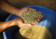 ¿Por qué Perú apuesta más por el café verde que por el tostado? La estrategia detrás