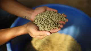 ¿Por qué Perú apuesta más por el café verde que por el tostado? La estrategia detrás