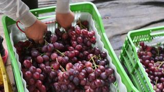 Perú se ubicó como noveno productor mundial de uva de mesa y primer exportador