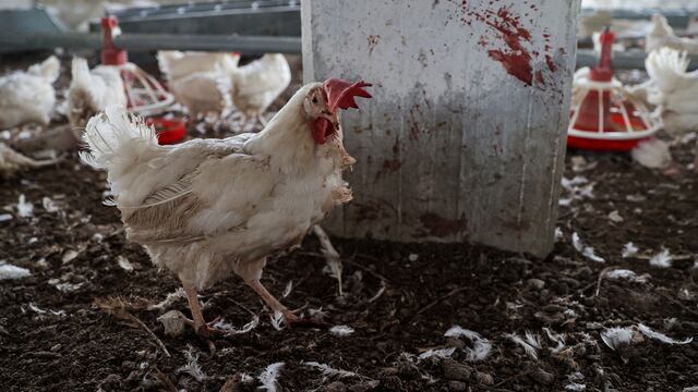 Aprueban vacunación de aves domésticas para contrarrestar influenza aviar